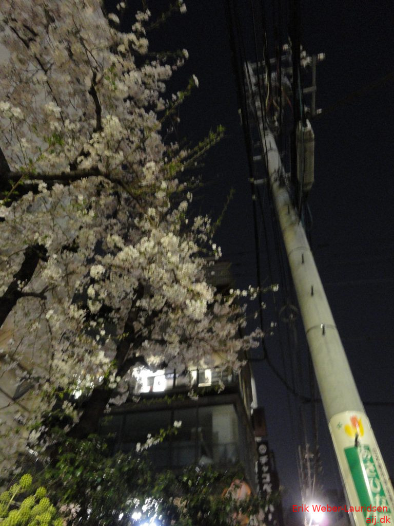 Sakura om aftenen i Asukusabashi, april 2015