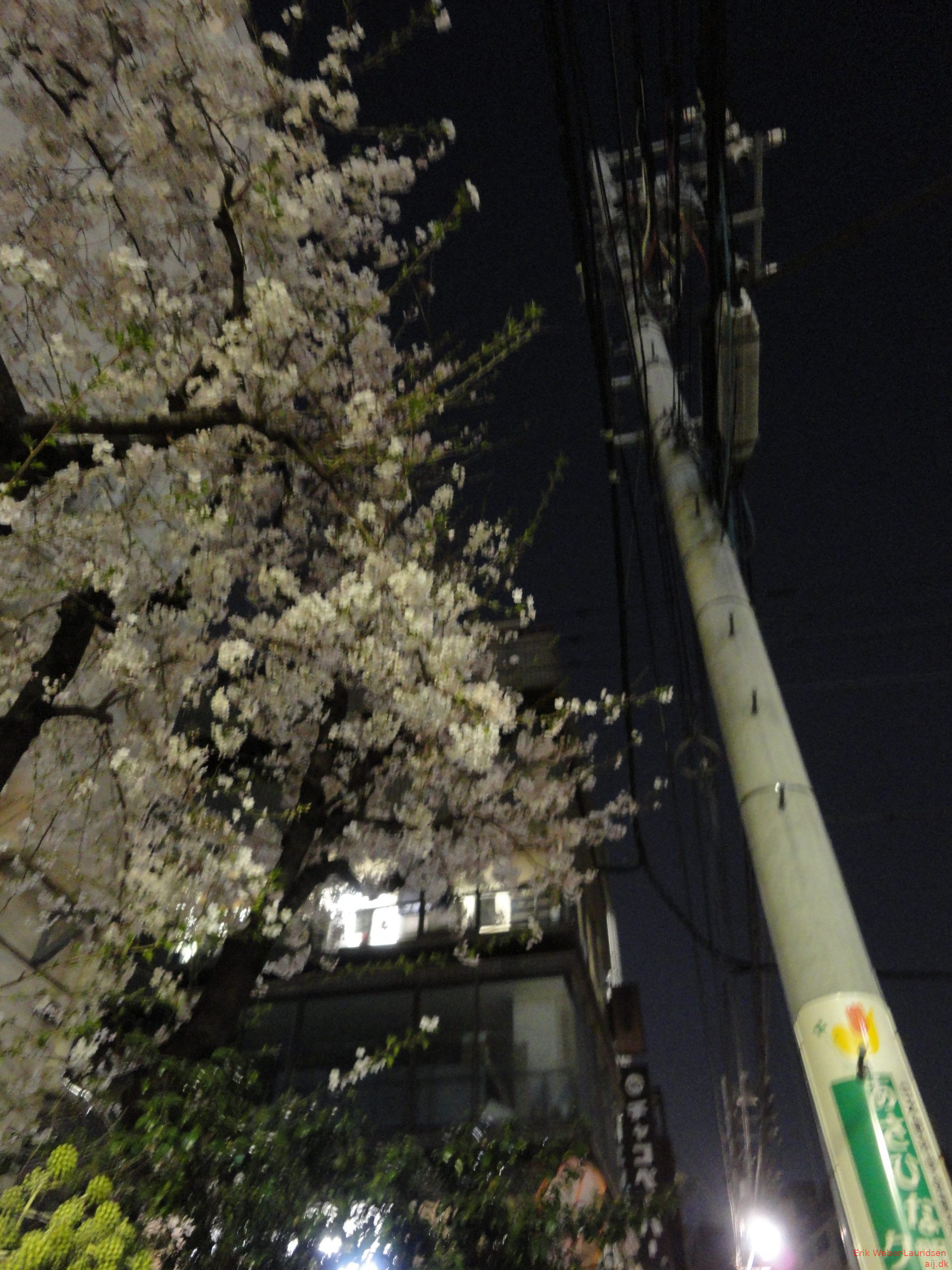 Sakura om aftenen i Asukusabashi, april 2015