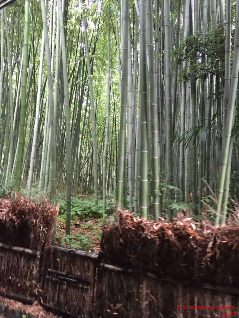 Bambus-skov i Arashiyama, Kyoto, 2016
