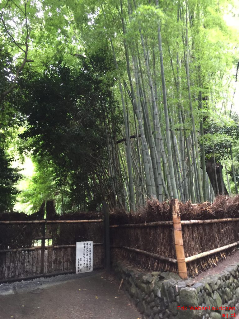 Bambus-skov i Arashiyama, Kyoto, 2016
