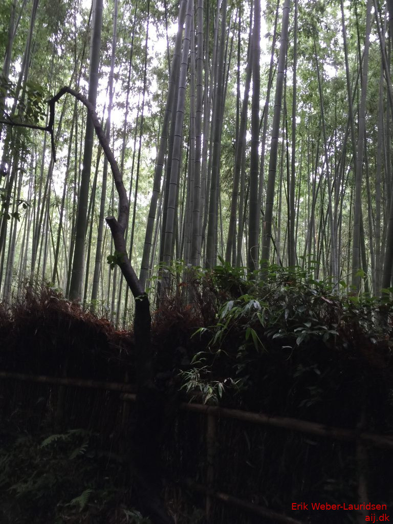 Bambus-skov i Arashiyama, Kyoto, 2016