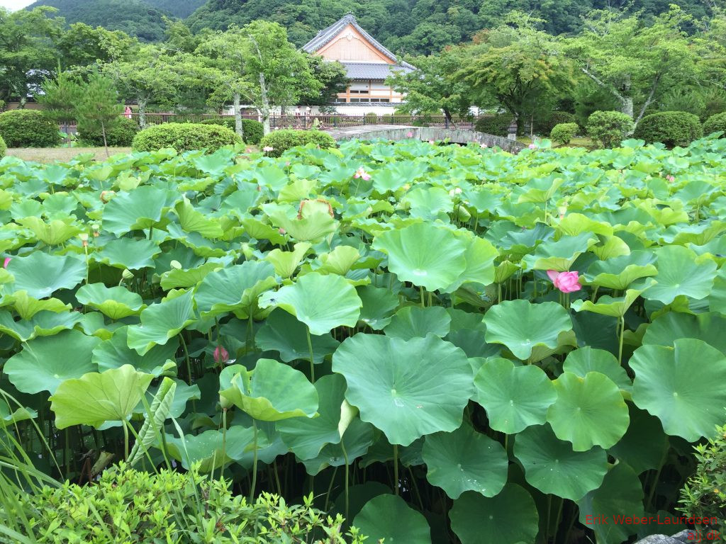 Lotus i bambus-skov i Arashiyama, Kyoto, 2016