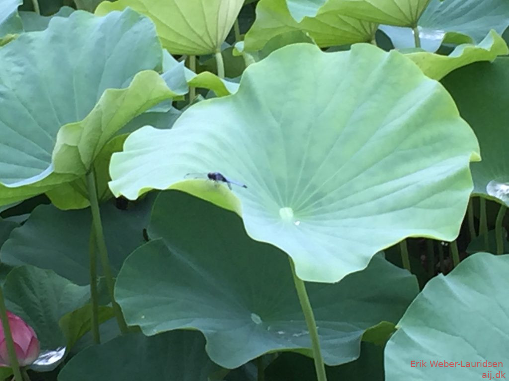 Lotus i bambus-skov i Arashiyama, Kyoto, 2016