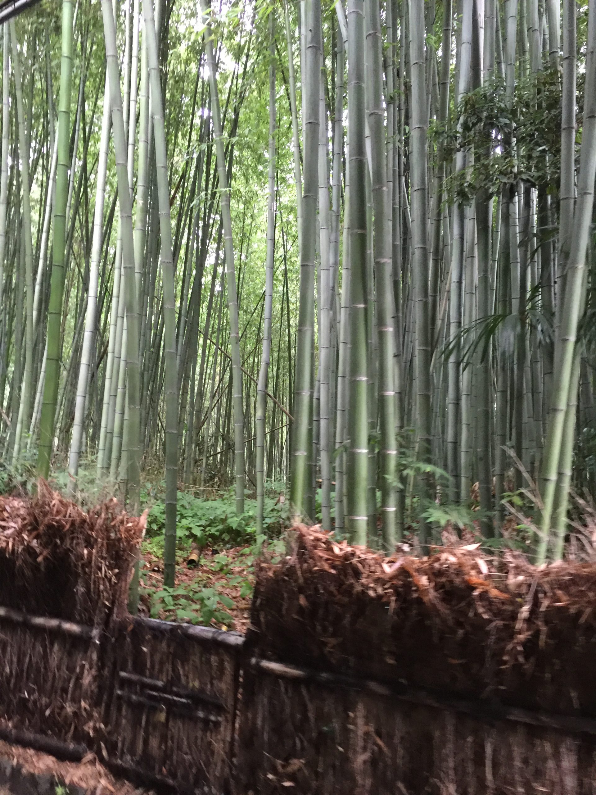 Arashiyama, Kyoto, juli 2016