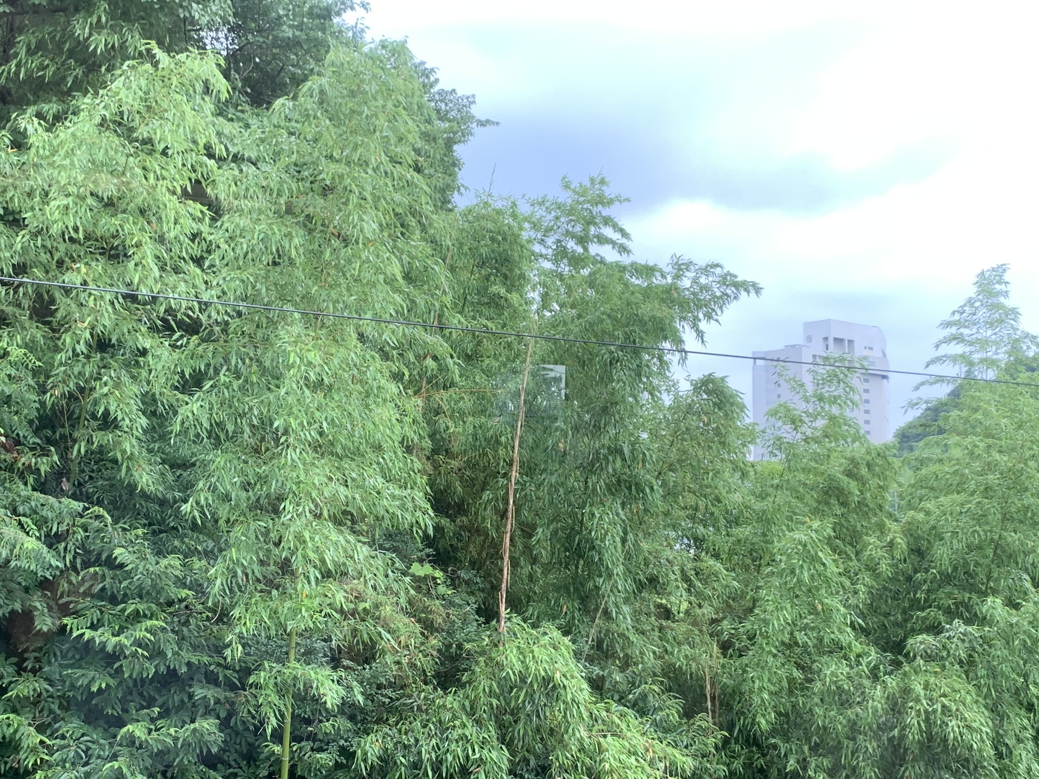 Bambus set fra toget, Horinouchi, Narita, sommer 2019