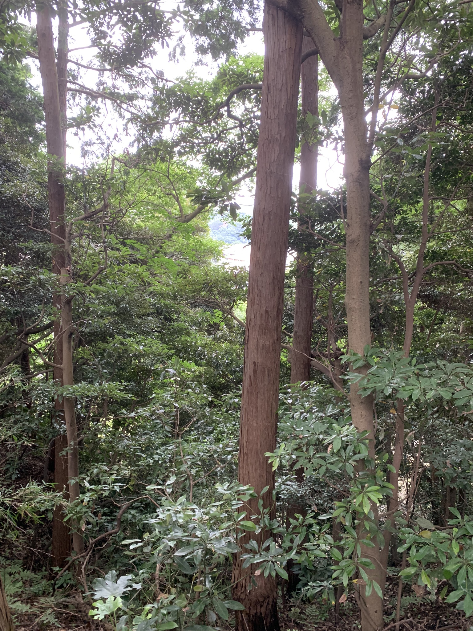 Hase, Kamakura, sommer 2019